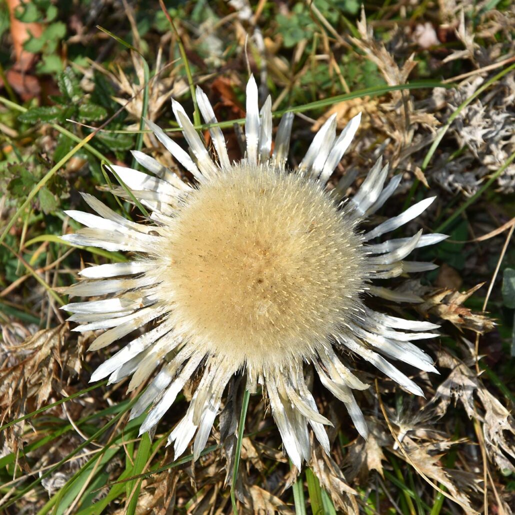 Bergblumen: Nahaufnahme Carlina