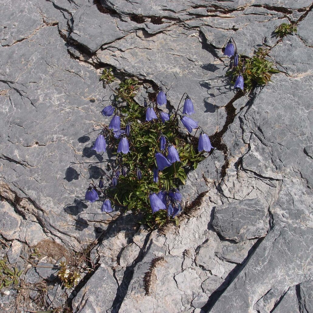 Bergblumen: Nahaufnahme Campanula
