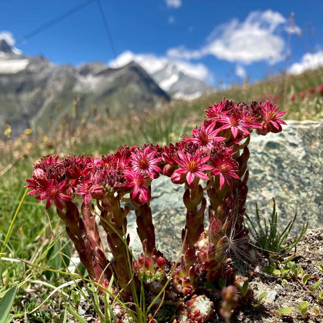 Bergblumen: Nahaufnahme Hauswurz mit Bergen im Hintergrund