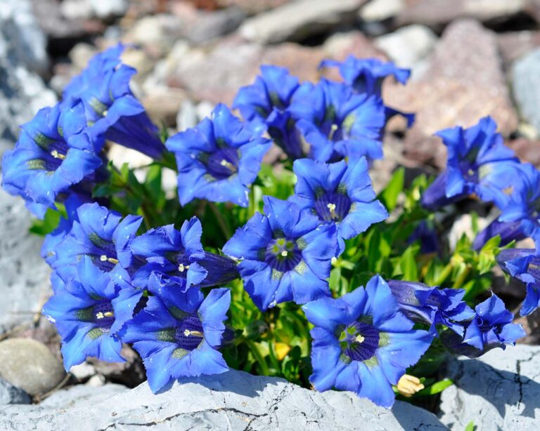 Bergblumen: Nahaufnahme Gentiana