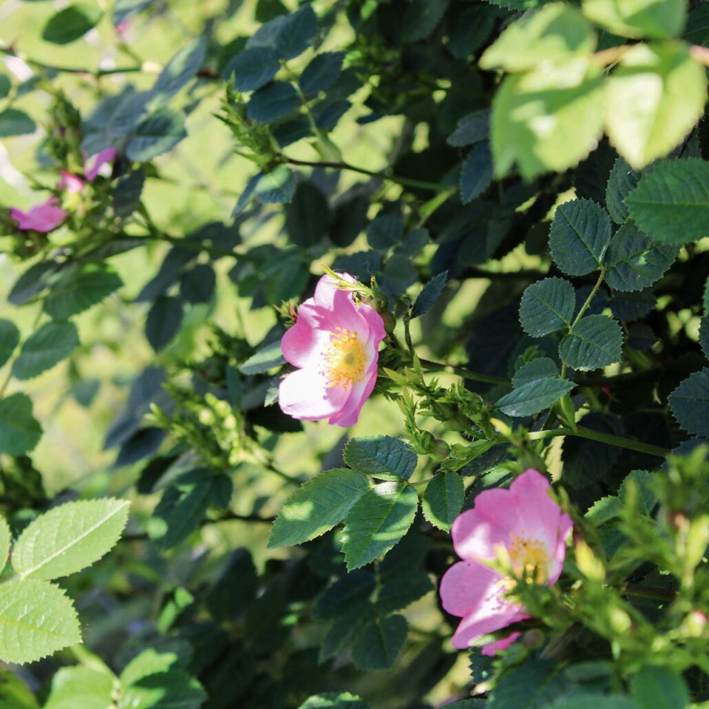 Heckenrose: Rosa Blüte