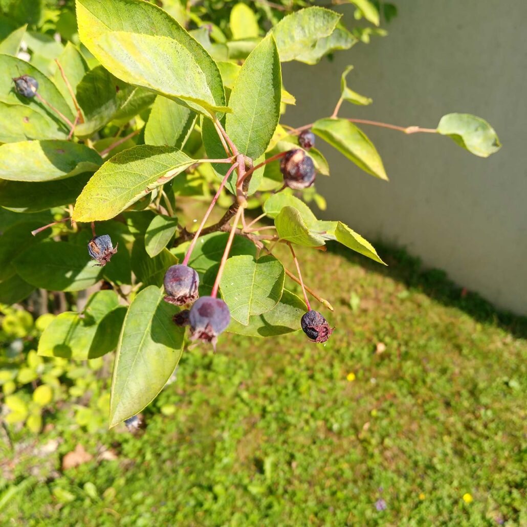 Felsenbirne Frucht
