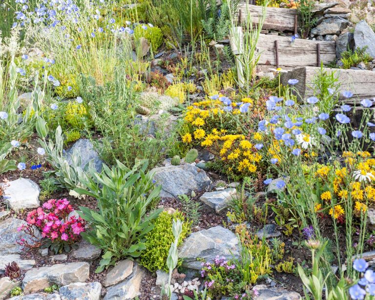 Steingarten Blumen