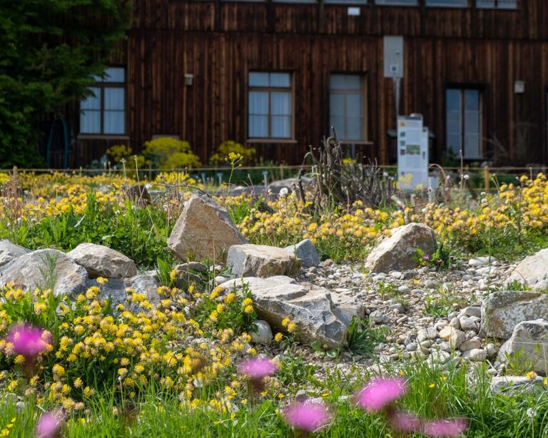Pioniere für Bienen