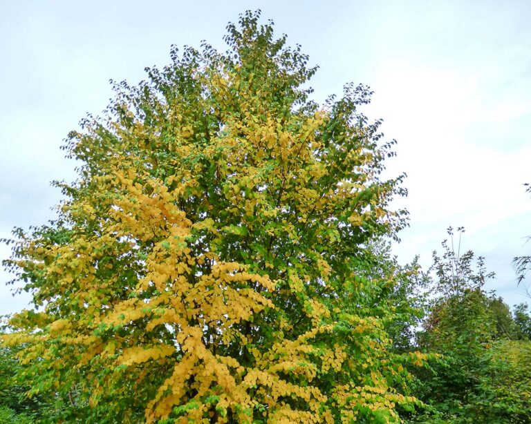 Lebkuchenbaum