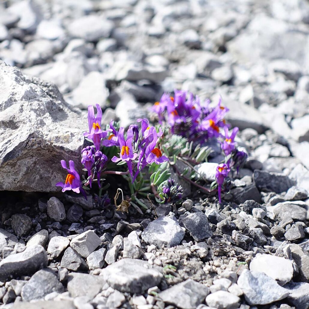 Spaltengarten: Alpen Leinkraut