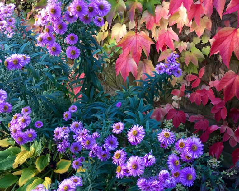 Gartenarbeiten: Herbstblumen farbig