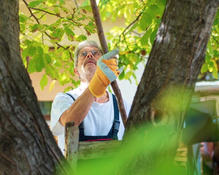 Walnuss-Sammeln: Mann erntet Walnüsse