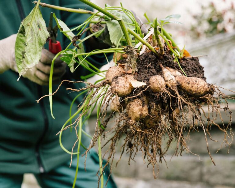 Gartenarbeiten Diverse