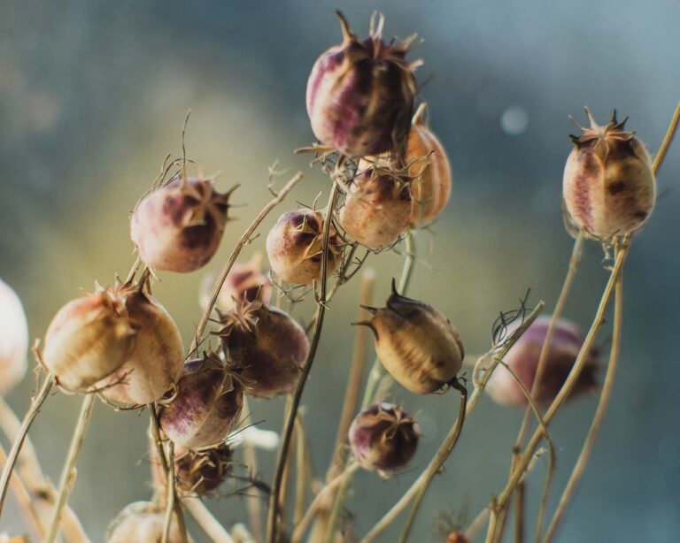 Gartenarbeiten: Samenreife