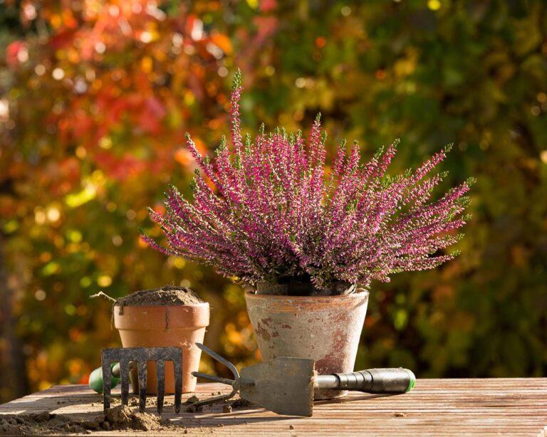 Gartenarbeiten: Tofpfgarten auflösen