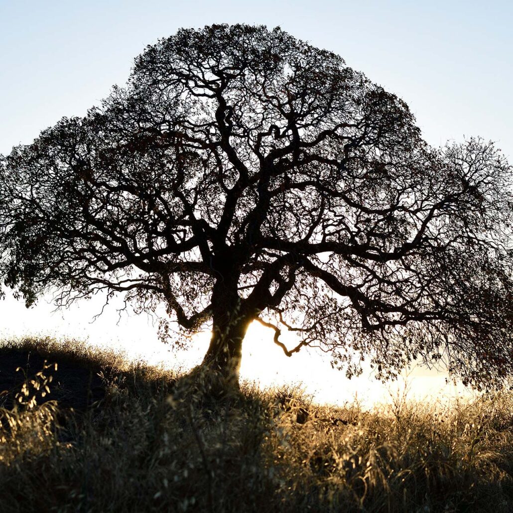 Walnuss-Baum