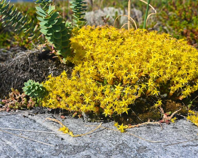 Mauerpfeffer: gelbe Blüten am Wegrand