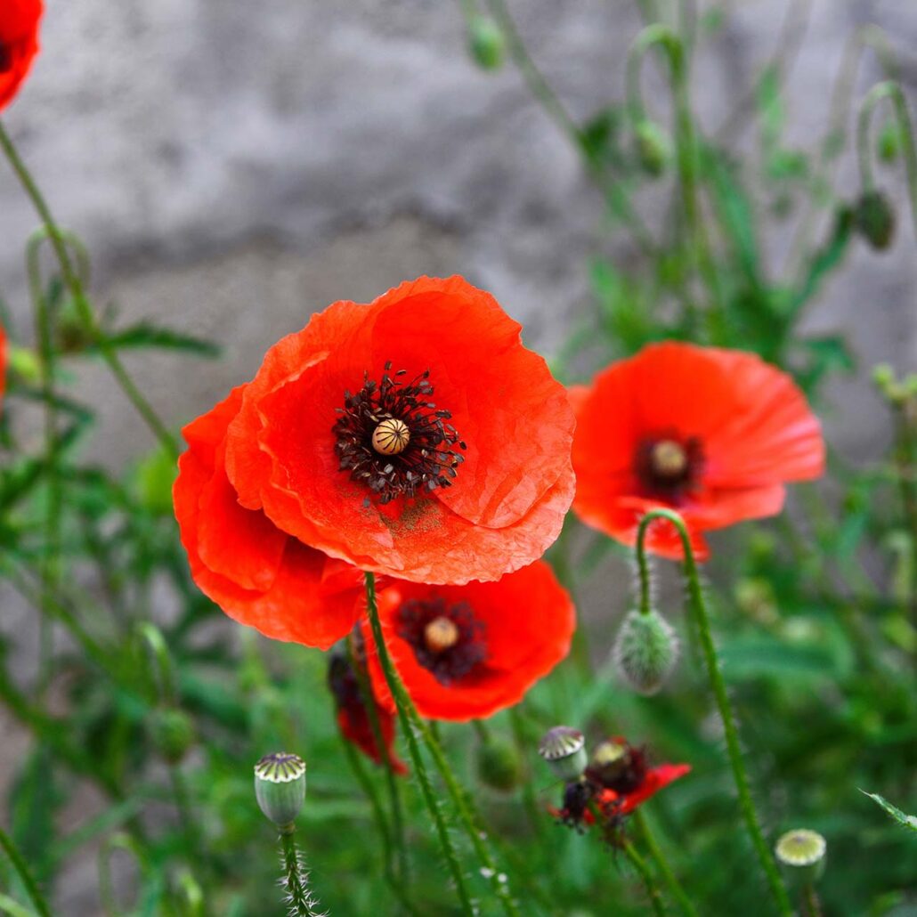 Klatschmohn