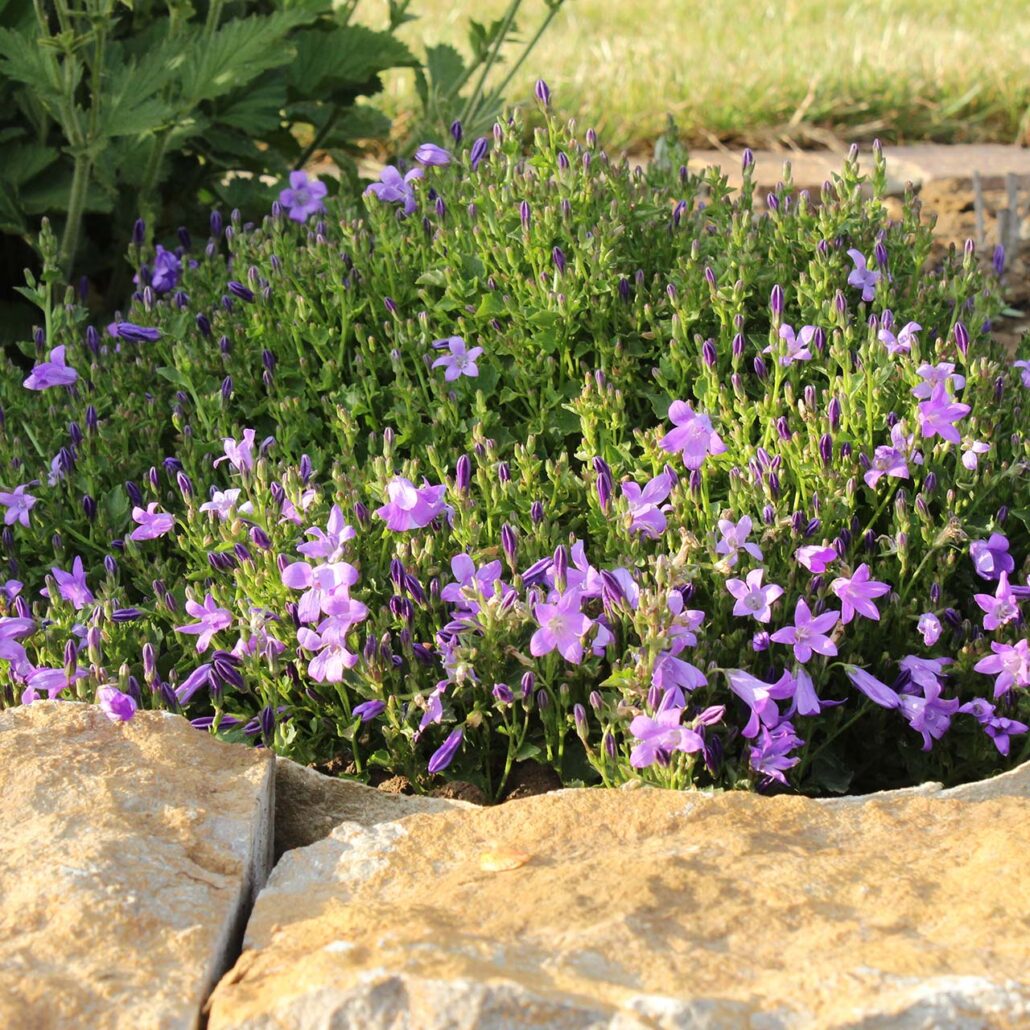 Glockenblume