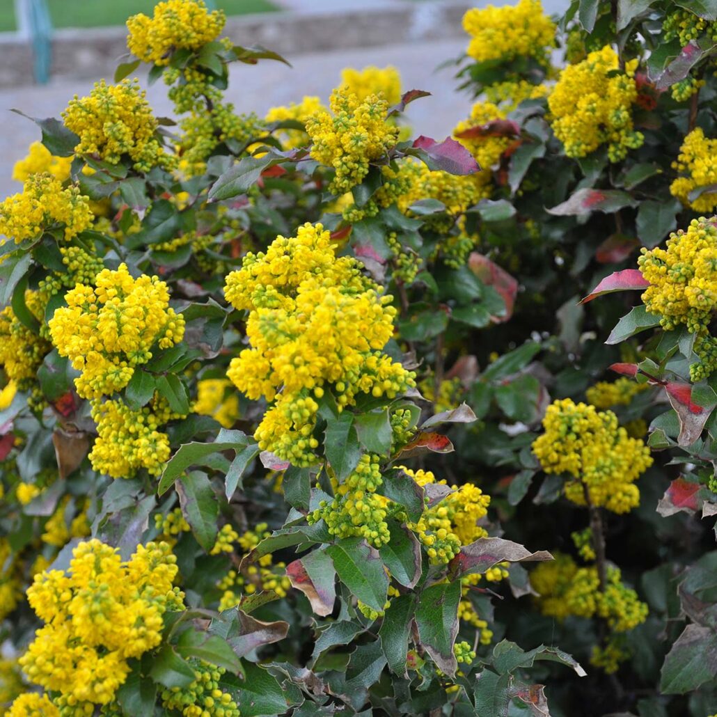 Mahonien