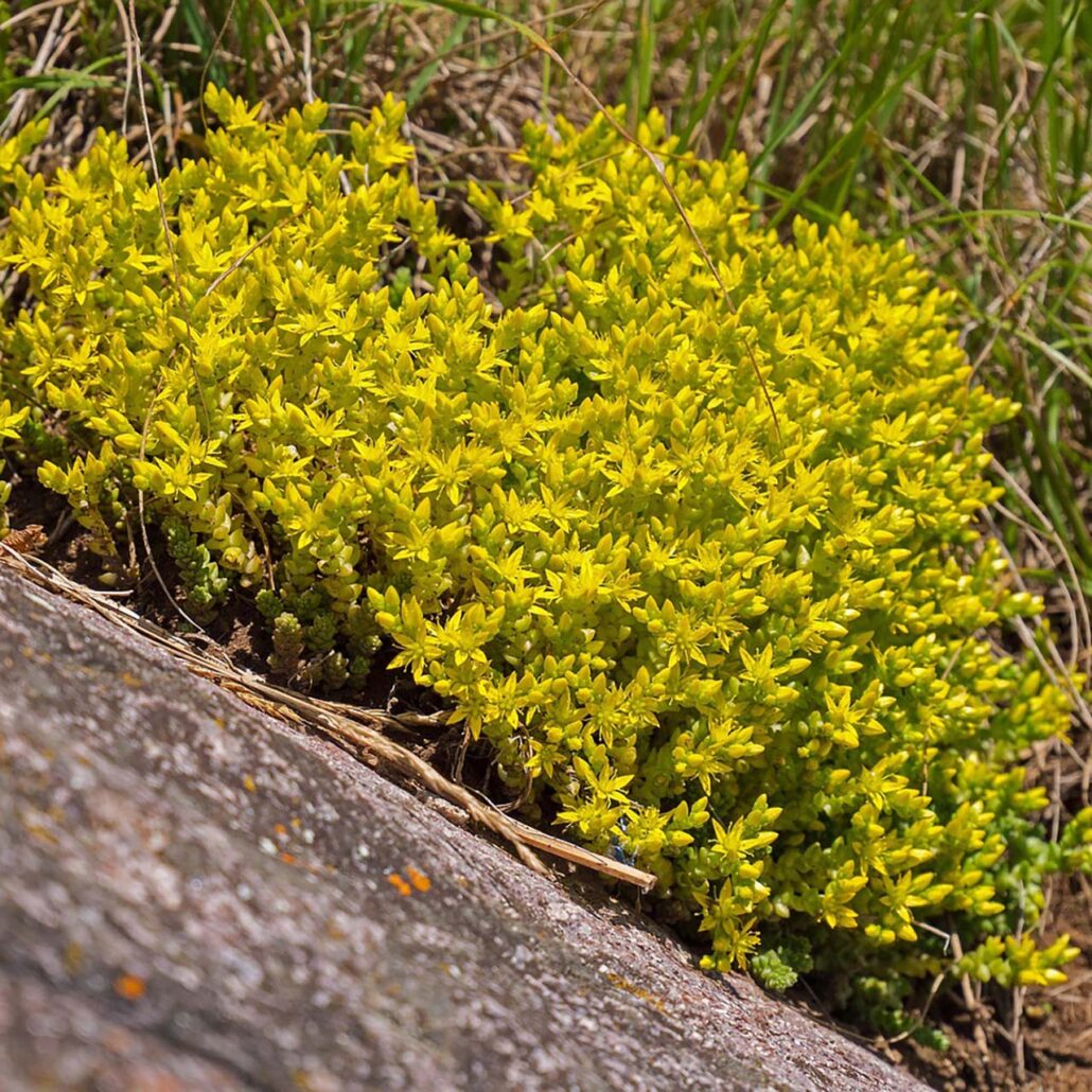 Spaltengarten: scharfer Mauerpfeffer