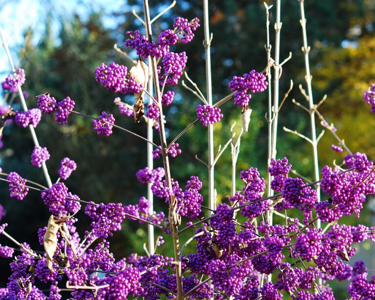 Callicarpa bodinieri ‹Profusion›
