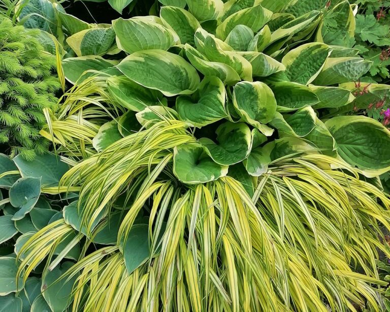 Hostas