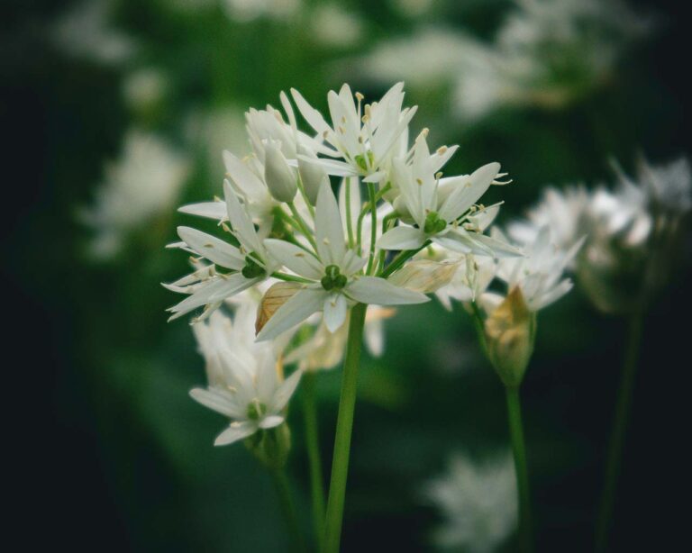 Bärlauchblüte
