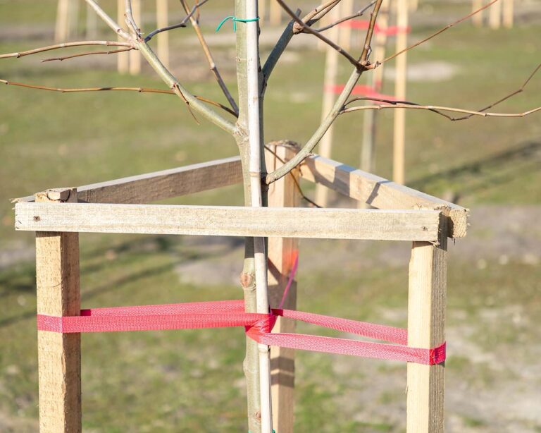 Baum im Zaun