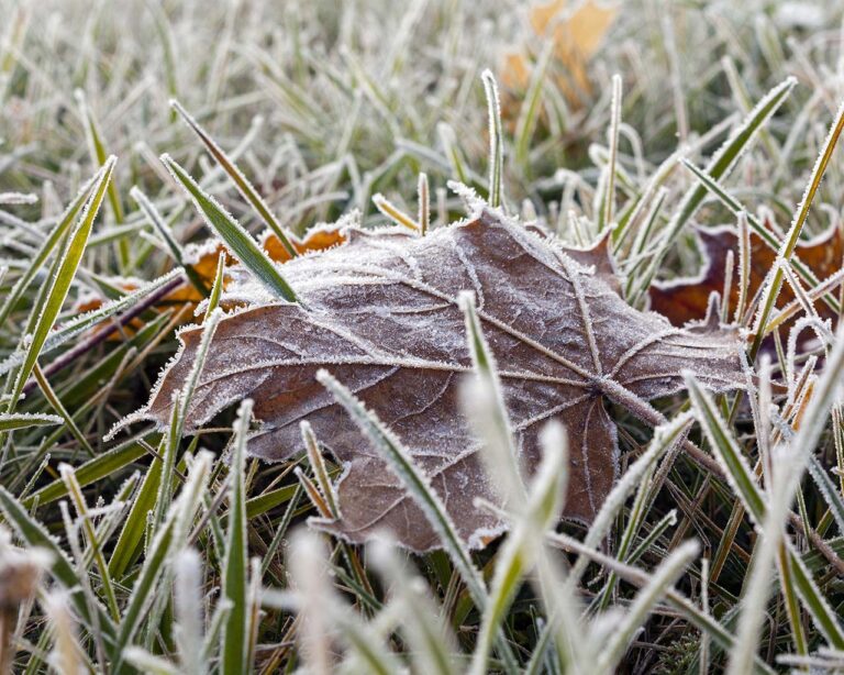 Blatt im Frost Rasen