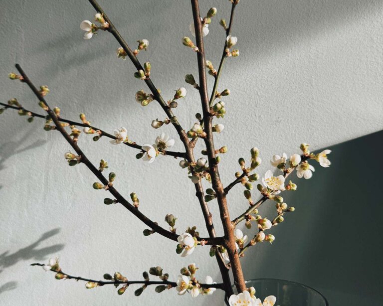 Patinaken-Blüte