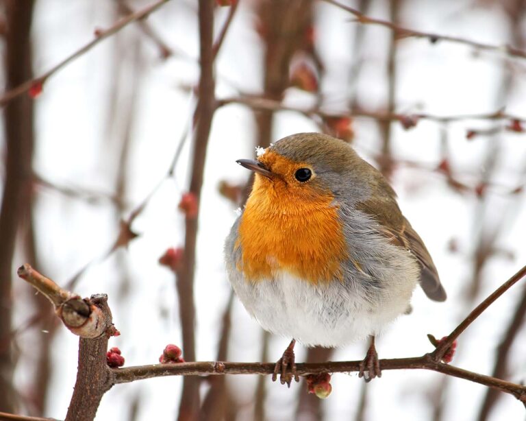 Spatz auf Ast
