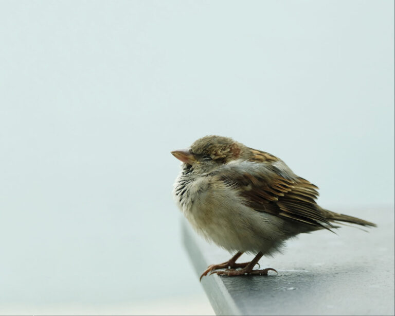 Spatz auf Tischkannte