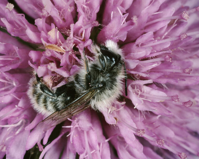 schlafende Bienen