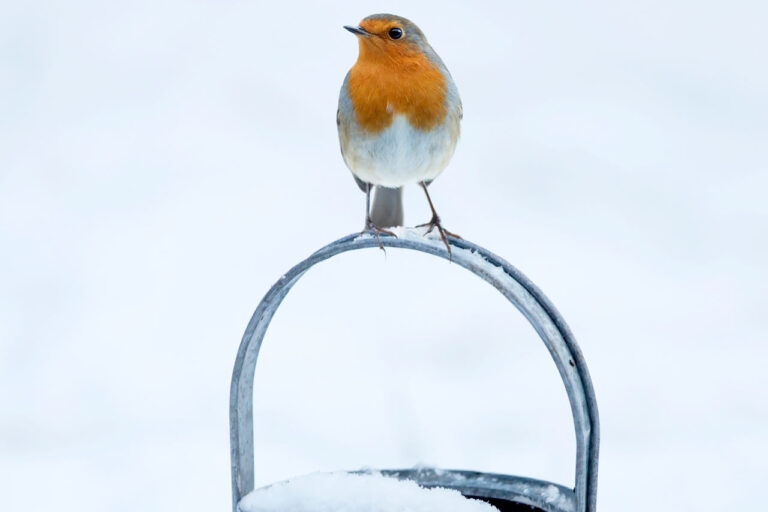 Vogel aus Giesskanne