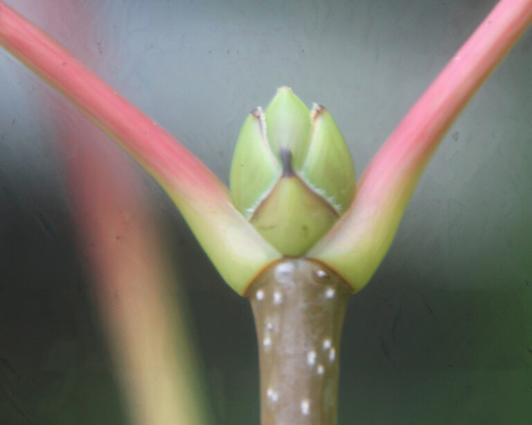 Knospen