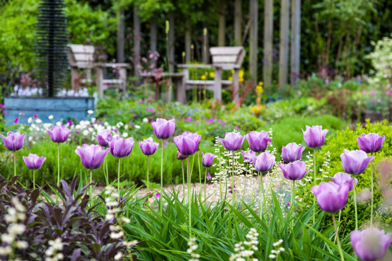 Tulpen